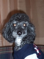 Spanky Spartacus Von Schnoodle profile picture