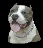 THE AMERICAN PIT BULL TERRIER profile picture