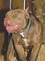 THE AMERICAN PIT BULL TERRIER profile picture