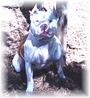 THE AMERICAN PIT BULL TERRIER profile picture