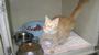 Aaffordable Quaity Veterinary Care Adoption Page! profile picture