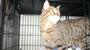 Aaffordable Quaity Veterinary Care Adoption Page! profile picture