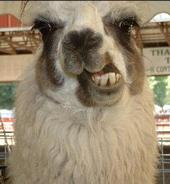 Llama profile picture