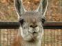 Llama profile picture