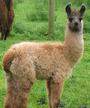 Llama profile picture