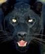 BLAK JAGUAR BEATS profile picture