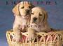 Basket Full of Puppies profile picture