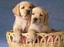 Basket Full of Puppies profile picture