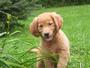 Basket Full of Puppies profile picture