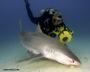 Shark Diver Magazine profile picture