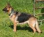 German Shepherd ResQ Girl profile picture