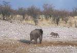 Lion and Elephant profile picture