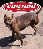BLANCO BASURA profile picture