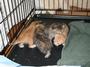 Only Hope Cat Rescue, Inc. profile picture