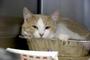 Only Hope Cat Rescue, Inc. profile picture