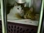 Only Hope Cat Rescue, Inc. profile picture