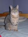 Only Hope Cat Rescue, Inc. profile picture