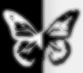 Miss Butterfly profile picture