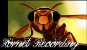 Hornet Recording profile picture