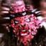 Oderus profile picture