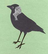 Jackdaw profile picture