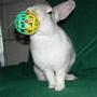 RabbitMatch.org profile picture