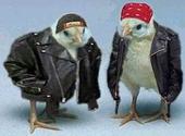 Biker Chicks profile picture