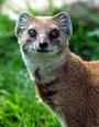 The Mongoose profile picture