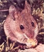 Field Mouse Recordings profile picture