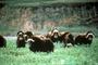 Arctic National Wildlife Refuge profile picture