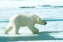 Arctic National Wildlife Refuge profile picture