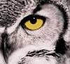 The Howling Owls profile picture