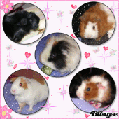 Memphis, Belle, Honey, Tindra & Shira profile picture