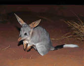 Bilby profile picture