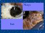 Memphis, Belle, Honey, Tindra & Shira profile picture