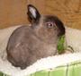 Tammy's Bunny Flop House profile picture