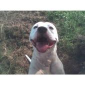 Tucker "TAAGC Pit Bull Rescue" profile picture