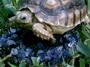 Tarot Turtles profile picture