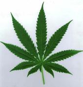 Legalize It. profile picture