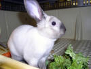 Bunny Foo Foo profile picture