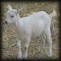 Mang The Goatâ„¢ profile picture