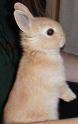 Bunny Foo Foo profile picture