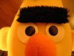 bert profile picture