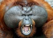 The Orangutans profile picture