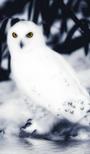 WhiteOwl profile picture