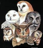 owlbinos of northfield profile picture