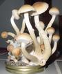 Grow Buddyâ„¢ Magic mushroom grow guide and softwa profile picture