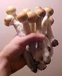 Grow Buddyâ„¢ Magic mushroom grow guide and softwa profile picture