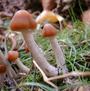 Grow Buddyâ„¢ Magic mushroom grow guide and softwa profile picture