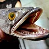 Crofton Snakehead profile picture